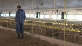 Poultry Production - Frogmary Green Farm