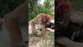 True Friendship 🐒🐔🐕⭐#shorts #youtubrshorts #viralshorts #monkey #shortsfeed #dog #cock #friendship