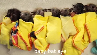 baby bat aye...