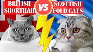 British Shorthair Vs Scottish Fold Cats: The Differences