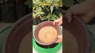 Simple And Easy😉 Soil Mix Recipe For Plants🌱 // Potting mix preparation #shorts #pottingsoil
