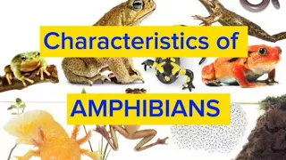 Characteristics of Amphibians |Vertebrates |Biology