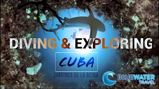 EXPLORING HAVANA & DIVING CUBA- ShaneOgoeS to the Gardens of the Queen!