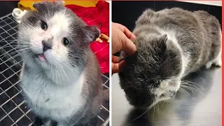 A cat who had lived on outside winter most of his life, finally had his dream come true