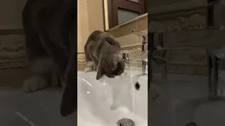 Cat Struggles to Drink Water From Tap - 1195079