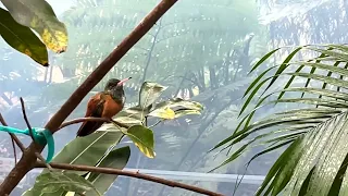 Hummingbird Aviary Spectacular-San Diego Zoo 4k with Relaxing Music