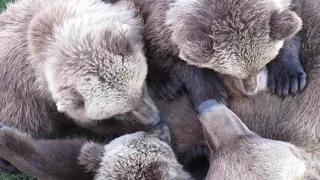 273 nursing cubs 9-2019   part 1