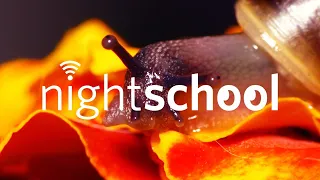 NightSchool: Snails of Land and Sea