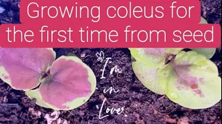 Timelapse: How I grew coleus for the first time from seed!@Jimswholiestofcoleus