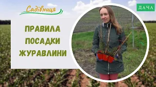 Правила посадки журавлини. Які Види Журавлини Ідеально Підходять для Українських Ґрунтів?