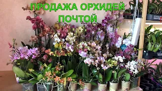 🌸 ПРОДАЖА ОРХИДЕЙ. Завоз от 28.06.21 Парфюмерная фабрика, Дикие орхидеи, Карамель.   Купить орхидею.