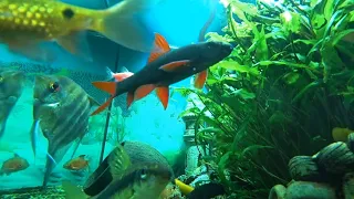 Релакс видео АКВАРИУМ | Relax for the night  (Aquarium)