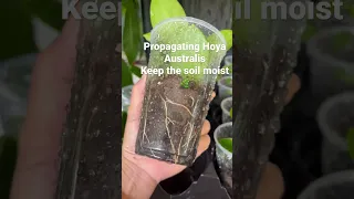 How I propagate my Hoya Australis 🌿