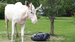 Albino Moose Tackles Lawn Mower Robot - 1002767-1