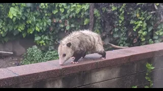 Here’s What You Should Do If You See An Opossum In Your Yard