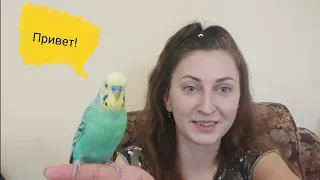 #Говорящийпопугай , как быстро научить попугая говорить, мой опыт/ мой попугай Карен