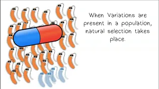 Evolution of Antibiotic Resistance in Bacteria