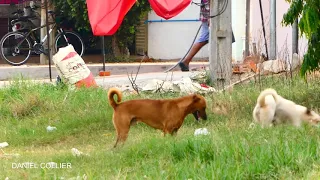 The Winter Cool Morning StreetDogs!!Black Mouth Cur Vs Dogo Argentino