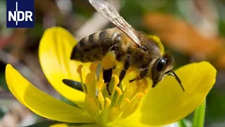 Imkerei: Mit Herz und Seele für die Bienen | die nordstory | NDR Doku
