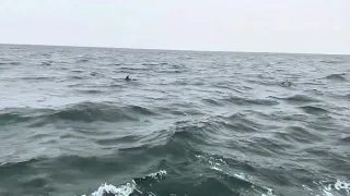 Dolphins in Ocean City, MD - Aboard the Sea Rocket