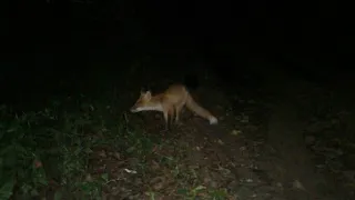 Любопытный лис! Curious fox