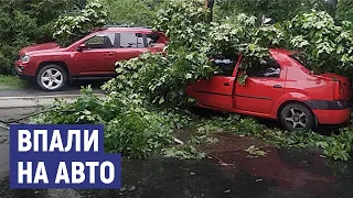 У Сумах на автомобілі впали дерева