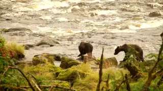 Brown Bear with Three Cubs - AnAn Creek, southeast Alaska