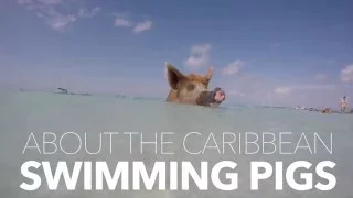 Pig Beach Isn’t Paradise for the Swimming Pigs