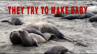 Elephant seals mating - Los elefantes marinos se están apareando - Słonie morskie łączą się w pary