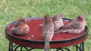 House Finches dominate at birdbath