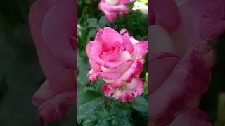 Дорогие мамы! Поздравляем Вас с Днем Матери!🌹🌼🌷