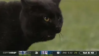 Black Cats Runs on Field during Cowboys-Giants game