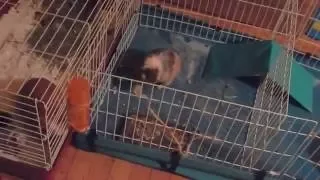 Steeplechase for guinea pig. Бег с препятствиями для морской свинки.