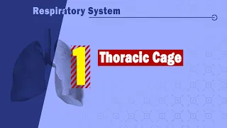 01. Thoracic cage (ribs, sternum, and thoracic spine)