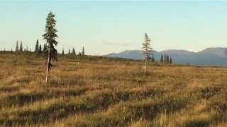 Alaska Wolves Howling