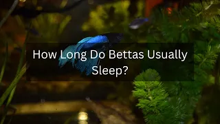 How Long Do Bettas Usually Sleep?