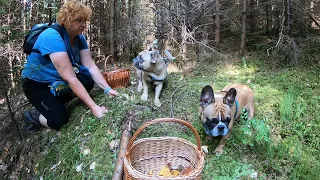 Повернулися на ГРИБНИЦЮ БІЛИХ!..Гриби на схилах.Хвилюючі відчуття НОВИХ ГРИБНИХ МІСЦЬ!