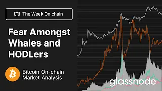 The Week On-chain: Fear Amongst Whales and HODLers - Week 47, 2022 (Bitcoin Onchain Analysis)