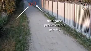 Granica polsko-białoruska Straż Graniczna zatrzymuje nielegalnych imigrantów przy zaporze na granicy