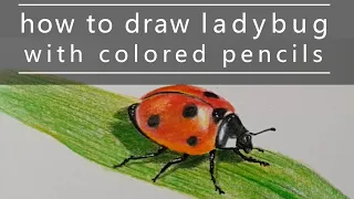 How to draw a ladybug with colored pencils Как нарисовать божью коровку цветными карандашами