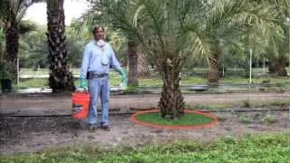 Fertilization of Palms in the Landscape