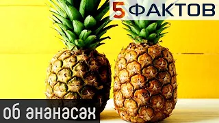 ⭐️ 5 НЕОБЫЧНЫХ фактов об обычных АНАНАСАХ