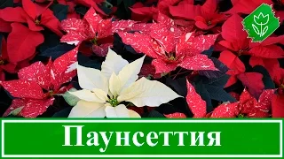 Уход за пуансетией в домашних условиях