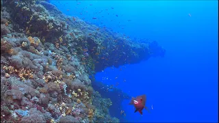 20220522 Green Island Diving 4K HDR (Full Version)