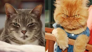Angry Cats- Super Pets Reaction Videos| #3