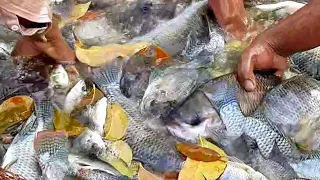 Net Fishing in Village Ponds | Amazing Net Fishing | Traditional Fish Hunting By Fisherman With Net