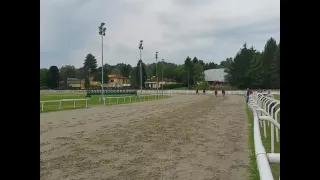 Horses in training in Varese racecourse