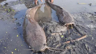 Best Hand Fishing . Amazing Man & Boy Catching Big Catfish   by Hand in Mud Water