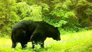 Bears, deer and my first cougar at new spot (7/23)