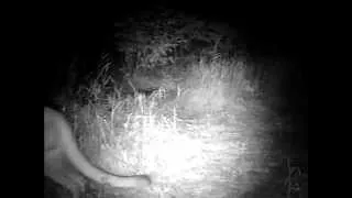 Cougar on trail camera in Ontonagon County